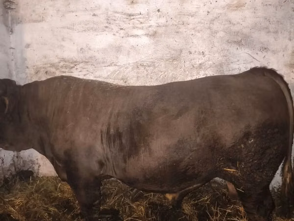 Bull, Charolais cattle