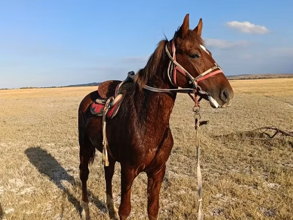 اسب نر, Russian Don