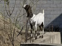 Cabra, Cabras — foto 3
