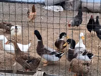 Německý pekin — foto 2