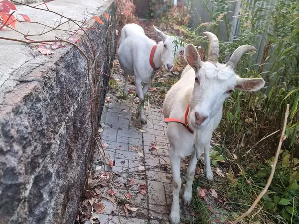 Goat, Goats