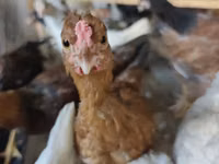 Chickens — Foto 5