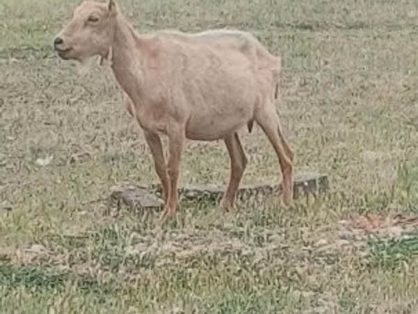 Buk, Alpine goat