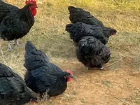 Australorp — sawirka 8