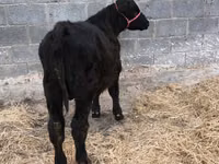 Bull, Aberdeen-Angus — photo 1