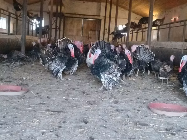Turkeys — Azerbaijan