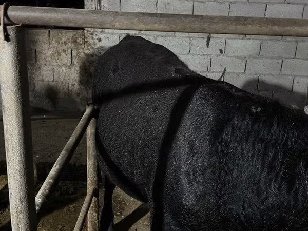 Bull, Aberdeen-Angus