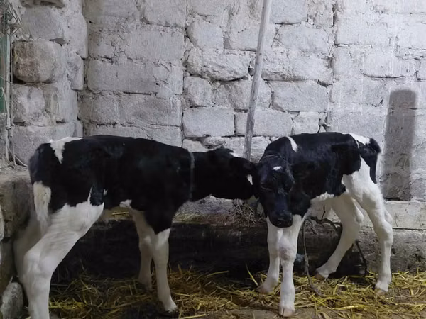 Bull, Russian Black pied cattle — Moldova