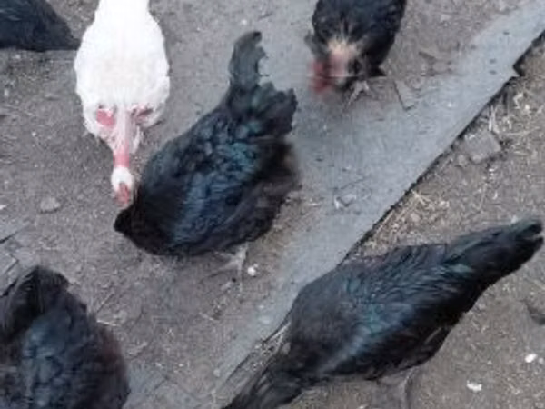Chickens