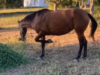 Mare, Horses — photo 3