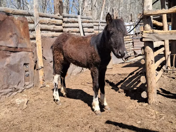 Horse (M), Horses — Kazakhstan
