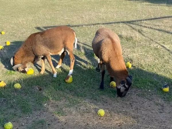 Ram, Cameroon sheep — Hungary