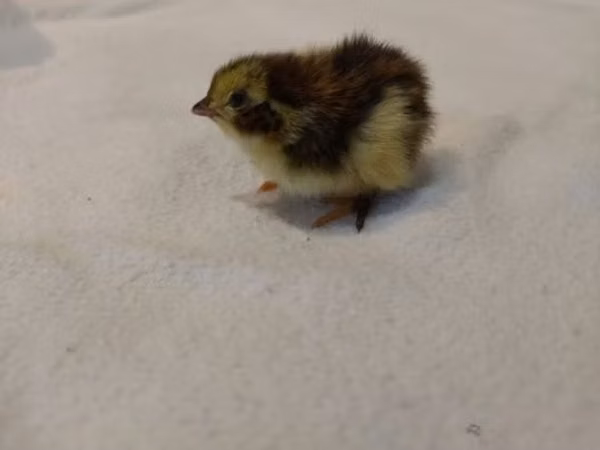 Quails