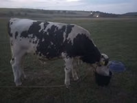 公牛, Holstein breed — 照片 4