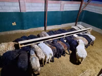 የጎትት አውራ በግ, Sheep — ፎቶ 3