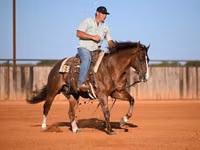 公马, Quarter Horse — 照片 8