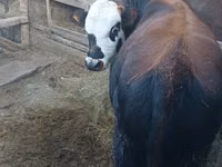 Bull, Kazakh White-headed cow — photo 1