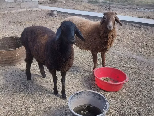 Ram, Sheep — Uzbekistan