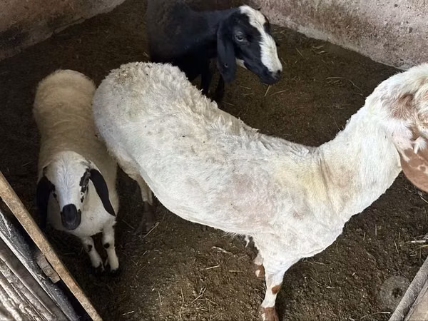 Sheep, Sheep — Uzbekistan