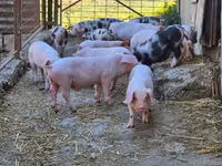 หมูป่าตัวผู้, หมู — รูปภาพ 5
