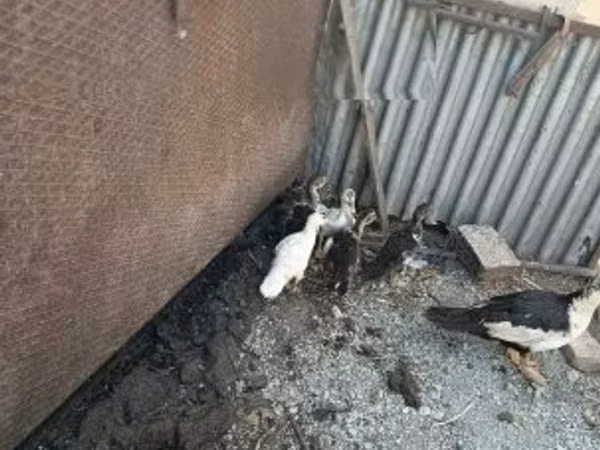 Ducks — 匈牙利