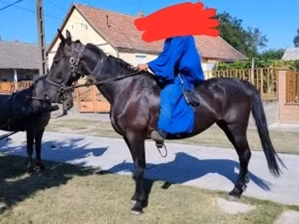 Модиён, Nonius horse