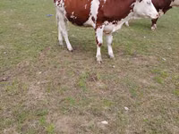 Үнээ, Simmental cattle — 2 зураг