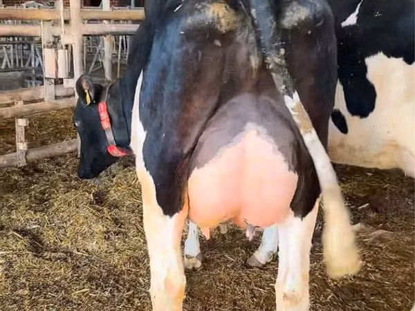 Cow, Holstein breed — Poland