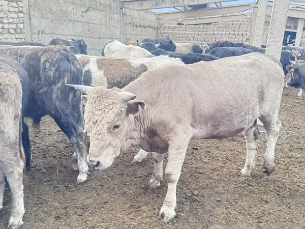 Bull, Simmental cattle — Kyrgyzstan