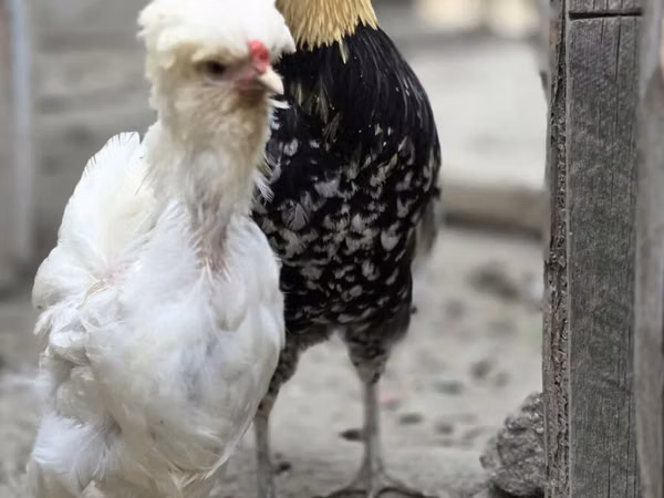 Chickens — Azerbejdżan