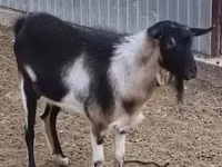 Billy Goat, Goats — photo 1