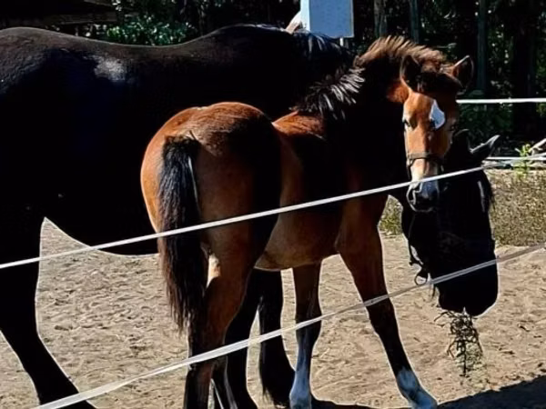 Faras dhaddig, Haflinger