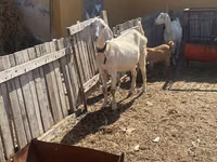 Goat, Nubian Goat — photo 5