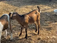 Billy Goat, Goats — photo 2