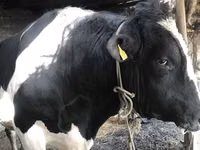 सांड, Russian Black pied cattle — फ़ोटो 3