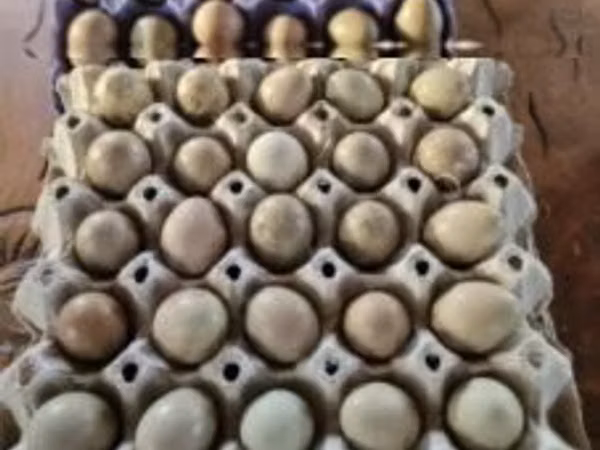 Chickens — Hangari