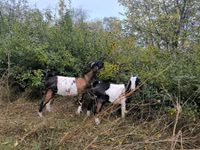 Goat, Goats — photo 4