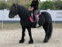 Horse (M), Fell pony — photo 3