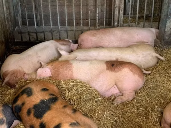 Sow, Pigs