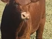 Bull, Aberdeen-Angus — photo 1