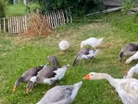 Geese — 3 зураг