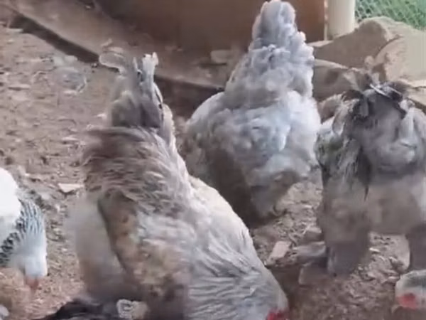 Brahma