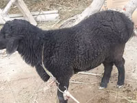 Kambing jantan, Sheep — foto 3