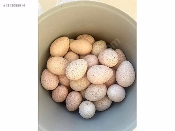 Turkeys — Aserbaidschan