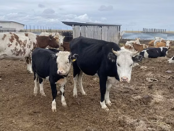 Cow, Cattle — Kazakhstan