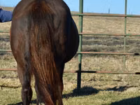 Mare, Quarter Horse — photo 3