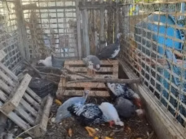 Guinea fowl