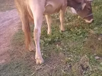 Cow, Alatau breed — photo 1