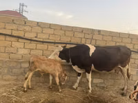 Vaca, Simmental cattle — foto 1