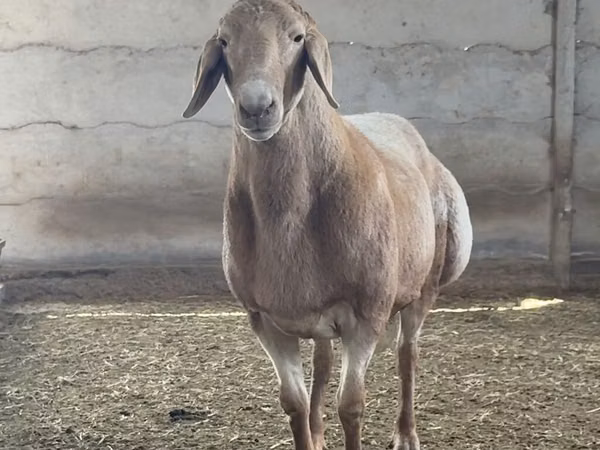 Carneiro, Arashan sheep — Quirguistão